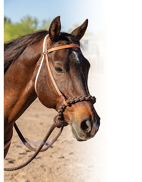 Loping Hackamore