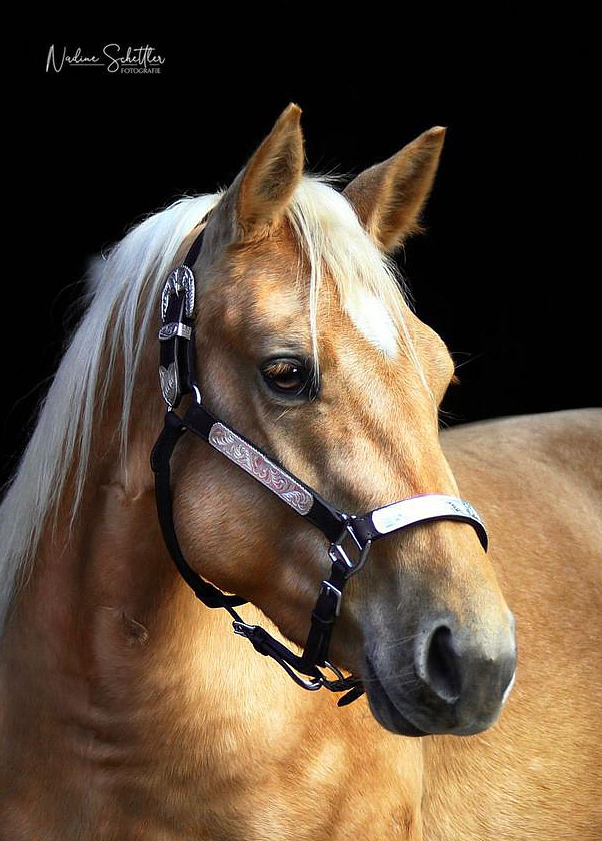 Western Show Halfter mit Kette/Leine, Silber, Dunkel, L Western Show Halfter mit Kette/Leine, Silber, Dunkel, L